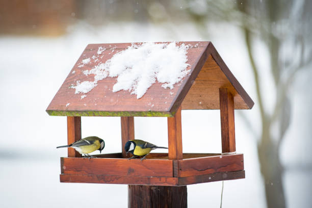 Vogelhäuschen